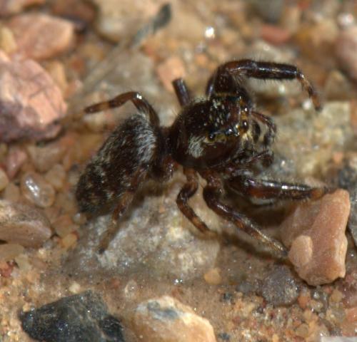 Macaroeris nidicolens