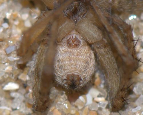 Pardosa sp.