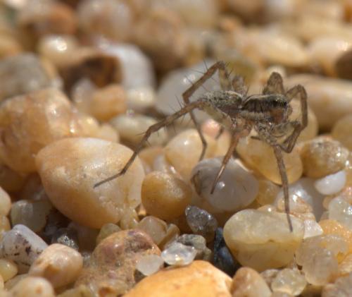 Pardosa sp.