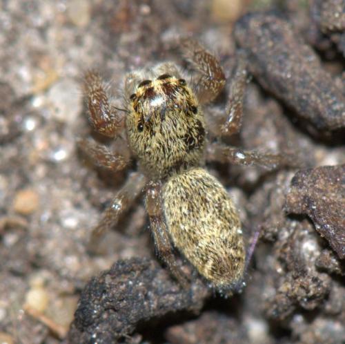 Macaroeris nidicolens