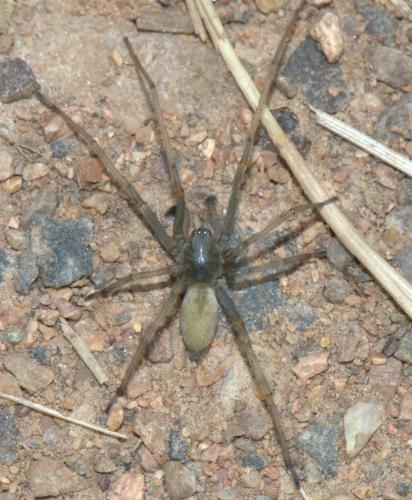 Réf. 34 515 : Cheiracanthium mildei