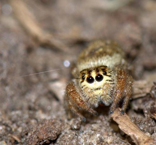 Macaroeris nidicolens