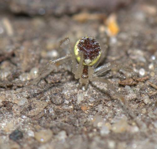 Réf. 34 695 : Theridion varians