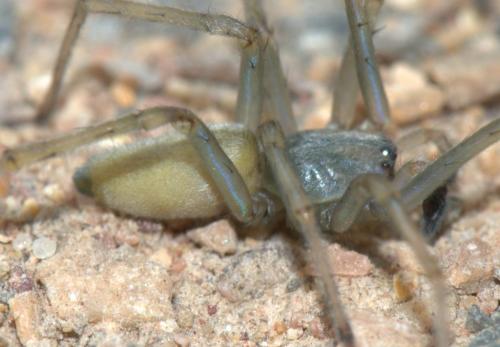 Réf. 34 516 : Cheiracanthium mildei