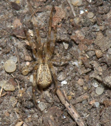 Réf. 34 249 : Episinus maculipes
