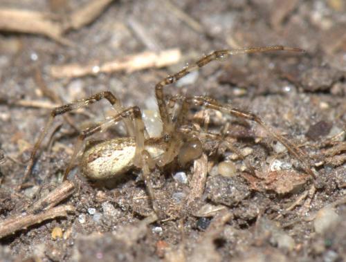 Réf. 34 250 : Episinus maculipes