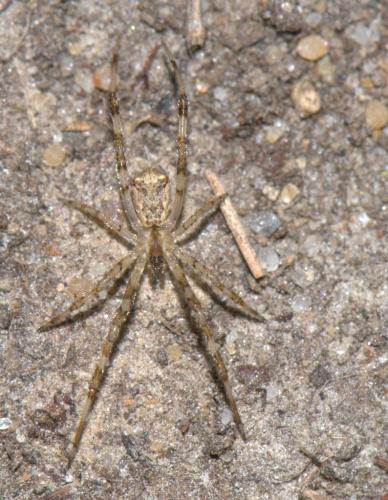 Réf. 34 248 : Episinus maculipes