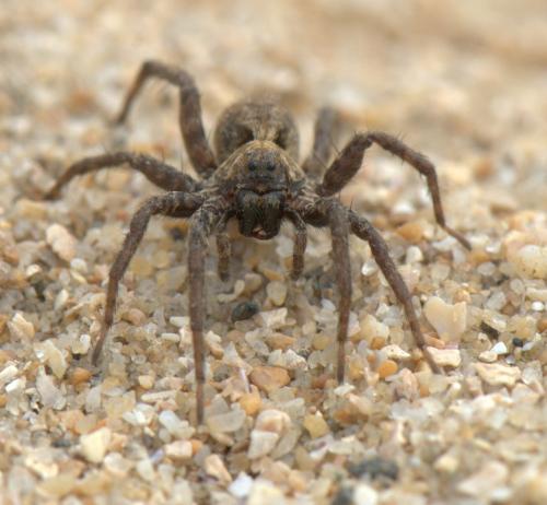 Alopecosa albofasciata