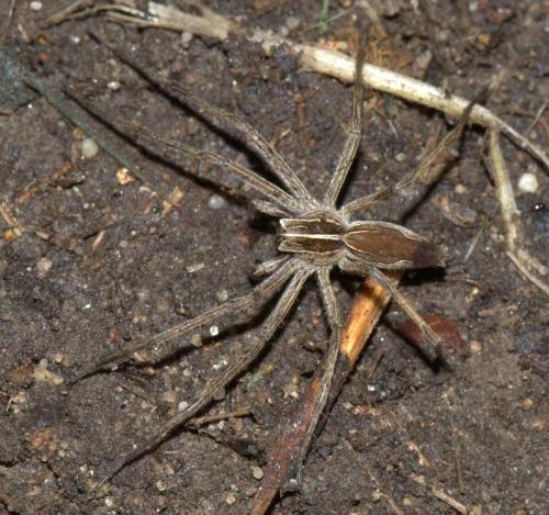 Pisaura mirabilis