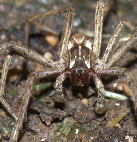 Pisaura mirabilis