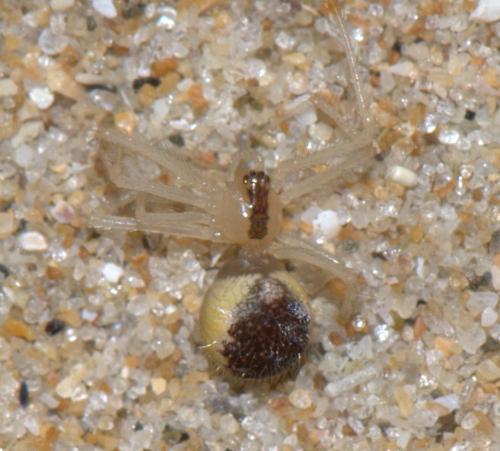 Réf. 34 696 : Theridion varians