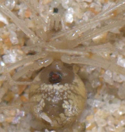 Réf. 34 697 : Theridion varians