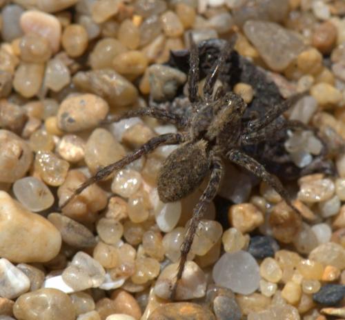 Alopecosa albofasciata