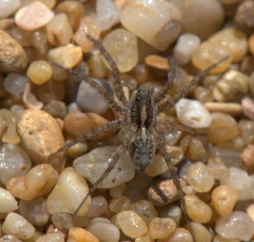 Pardosa sp.