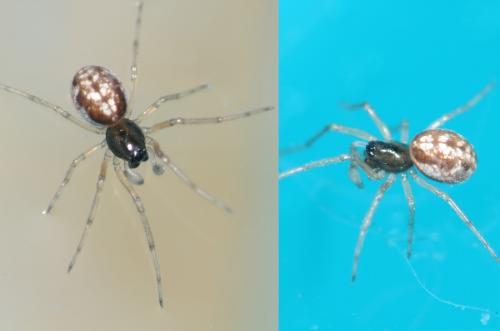 Pachygnatha degeeri