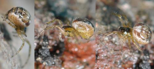 Zygiella sp.