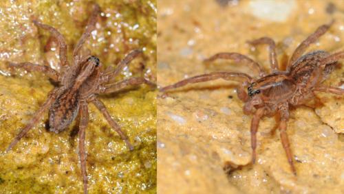 Trochosa sp.