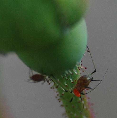 Réf. 34 026 : Macrosiphum rosae