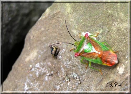 Acanthosoma haemorrhoidale haemorrhoidale