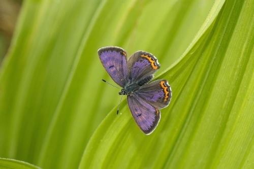 Réf. 34 188 : Lycaena helle