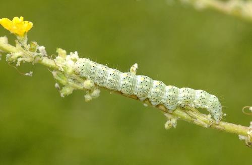 Réf. 34 254 : Cucullia lanceolata