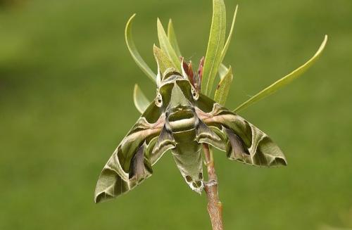 Daphnis nerii
