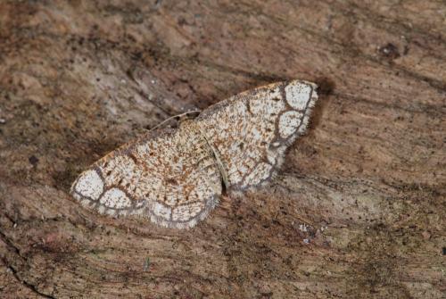 Stegania cararia
