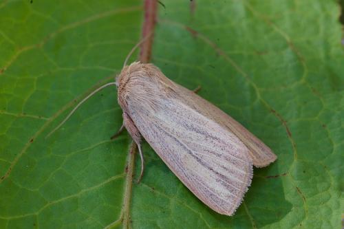 Réf. 34 791 : Mythimna pudorina