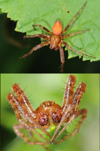 Araneus alsine