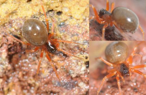 Gongylidium rufipes