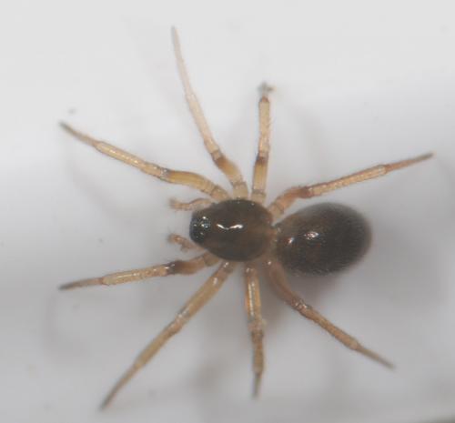 Erigone sp.