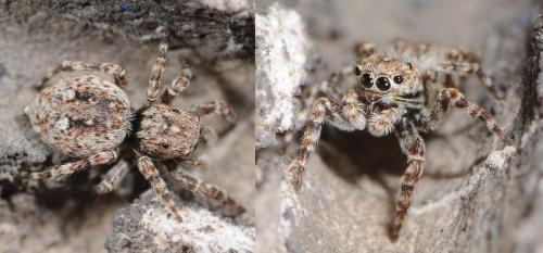 Réf. 34 368 : Attulus pubescens