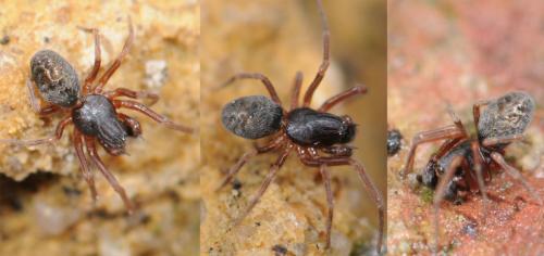 Réf. 34 371 : Dictyna uncinata