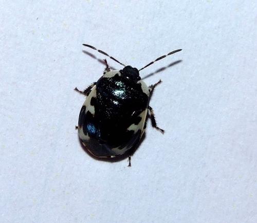 Tritomegas rotundipennis