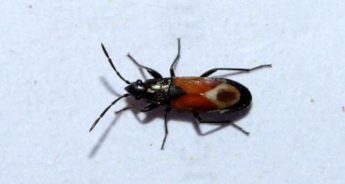 Pterotmetus staphyliniformis
