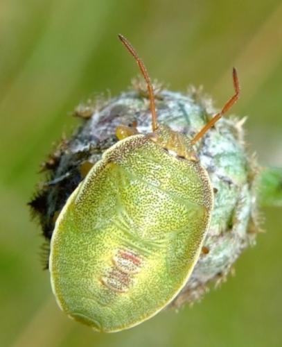 Réf. 34 891 : Piezodorus lituratus