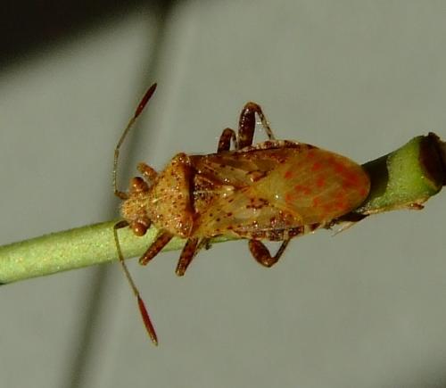 Rhopalus subrufus