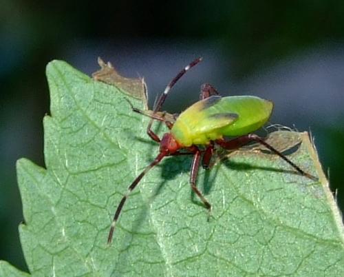 Réf. 34 888 : Adelphocoris vandalicus