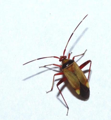 Réf. 34 887 : Adelphocoris vandalicus