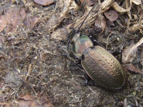 Réf. 34 983 : Carabus baudii