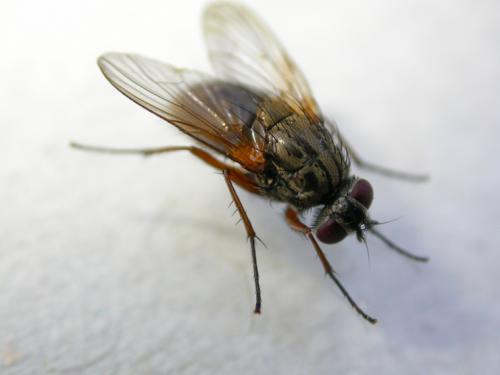 Mydaea urbana