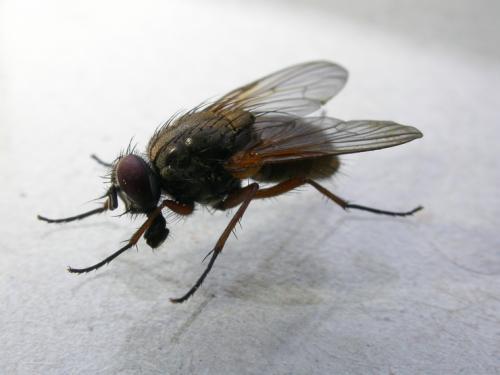 Mydaea urbana