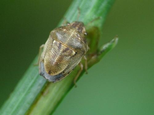Réf. 34 876 : Neottiglossa leporina