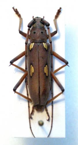 Eburia championi