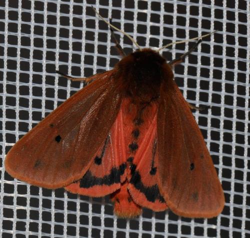 Réf. 34 534 : Phragmatobia fuliginosa
