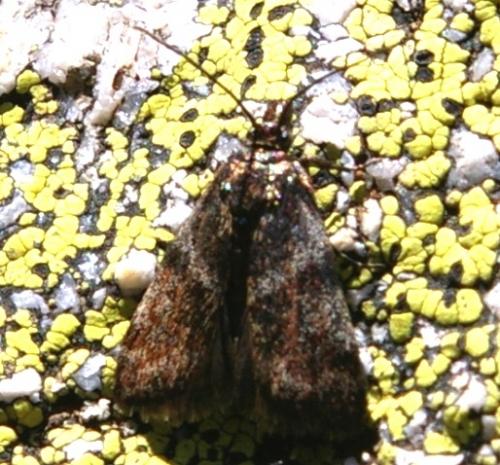 Réf. 34 892 : Metaxmeste sp.