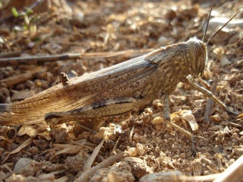 Anacridium aegyptium