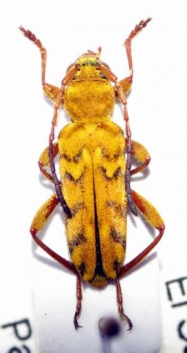 Réf. 34 756 : Ochraethes pollinosus