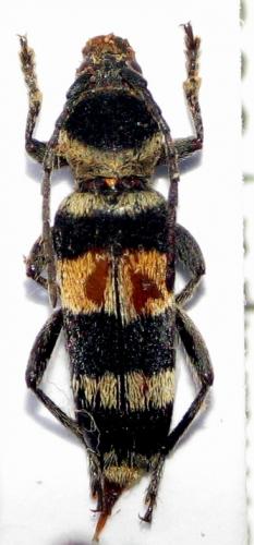 Réf. 34 757 : Anthoboscus tricolor