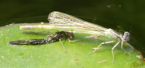 Ischnura elegans